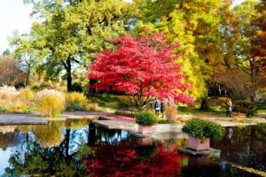 Fotografen in Hamburg: Baum mit roten Blättern vorm Teich in Planten un Blomen