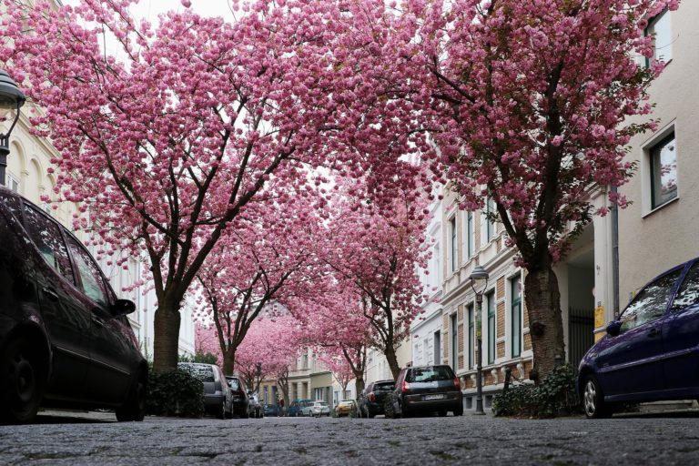 Kirschblüten Bonn bei LET IT CLICK