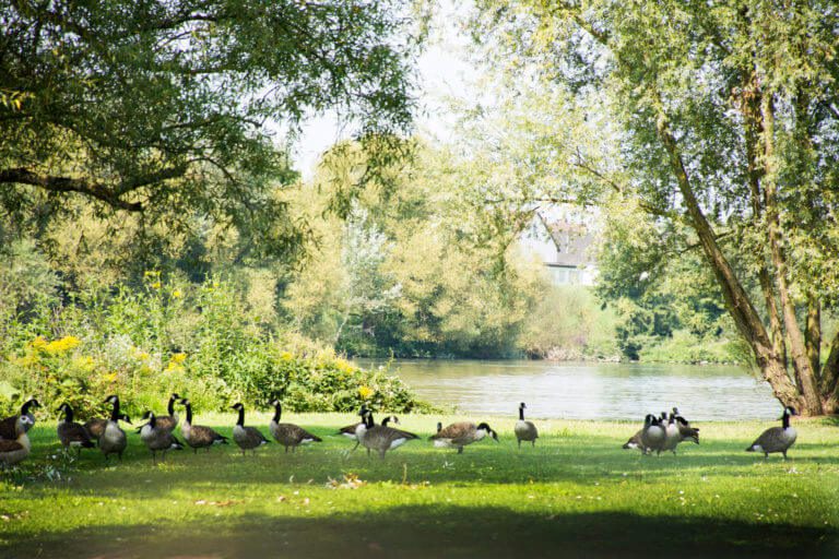 Türkisfarbene Teiche im öffentlichen Park am Flussufer in Deutschland - Natürliche Oasen der Erholung und Schönheit