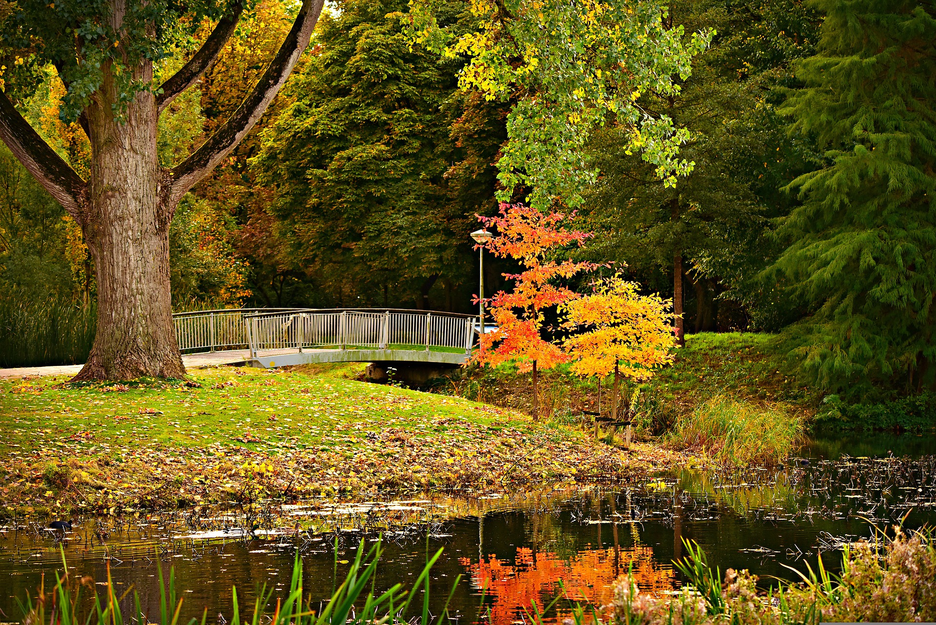 Ein Tag im Herbst im Berliner Park: Ideal für ein Fotoshooting vor der idyllischen Insel mit Baum und Brücke im Hintergrund