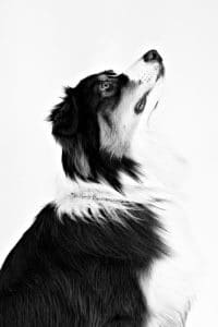 Hund beim Fotoshooting im Fotostudio Quakenbrück, ein eindrucksvolles Schwarzweißfoto.
