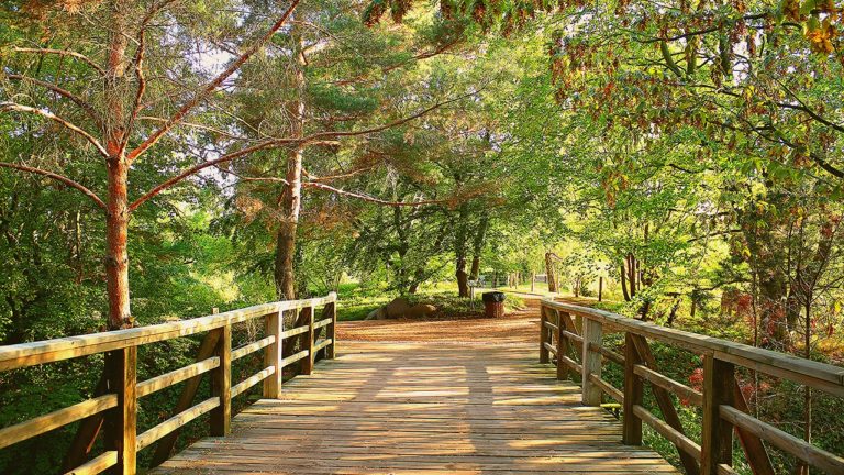 Eine leicht herbstliche Szenerie im Britzer Garten in Berlin. Im Vordergrund steht eine alte Holzbrücke. Im Hintergrund sind mehrere Bäume zu sehen, deren Blätter teilweise verfärbt sind und den Beginn des Herbstes andeuten.