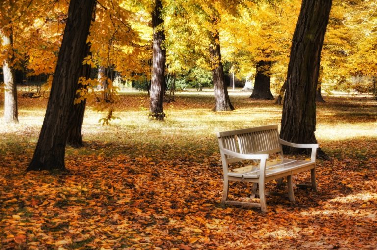 Herbstlicher Schlosspark Charlottenburg mit einer Parkbank im Vordergrund, umgeben von bunten Laubbäumen.